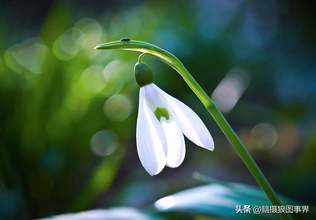 拍照如何拍雪花莲？