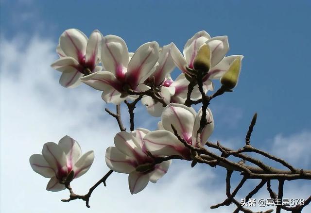 玉兰花在这个时节7月再次着花，干什么？