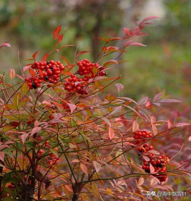 天竹定植盆景后，脸色变了，指导怎样养出赤色叶子？