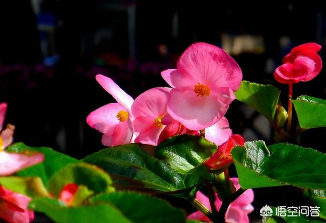 如果你想在阳台上种花，它们容易生长，不容易长虫，而且在南方气候下四季都可以开花。什么样的花好？