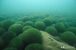 绿球藻该怎样养？