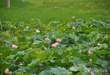 浅水培植有哪些种类？