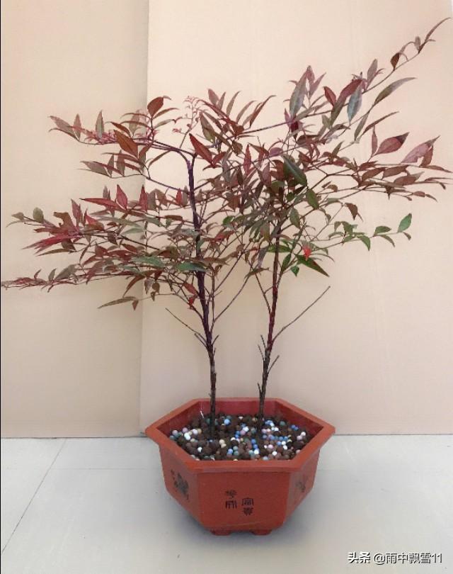 天竹定植盆景后，脸色变了，指导怎样养出赤色叶子？