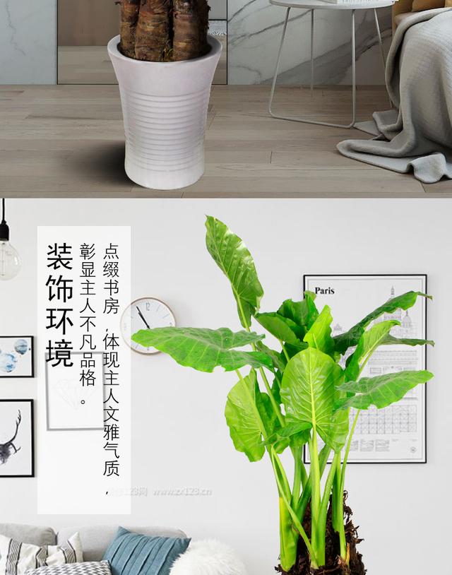 推荐几种Jiyin水培植物。筹集更容易吗？什么？