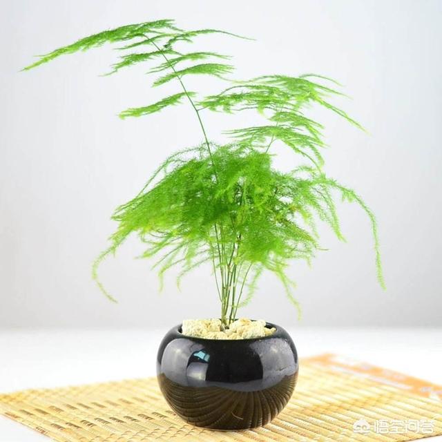 在房子里花了什么？什么是盆栽植物？