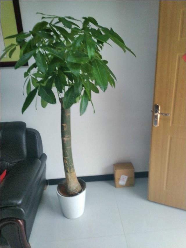 什么植物适合家庭？