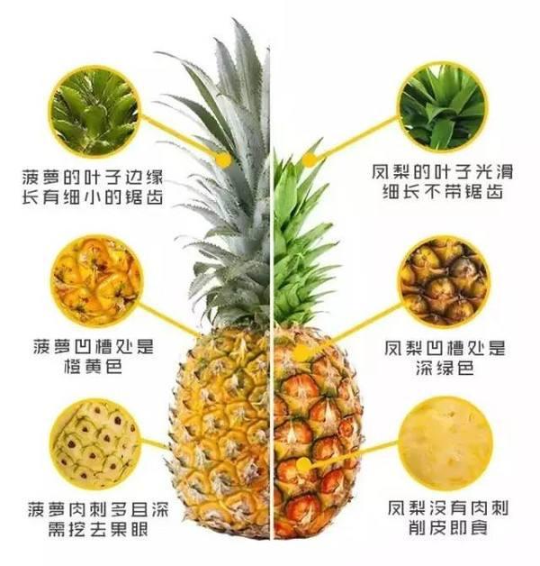 说菠萝和凤梨不一律的如何证明这几张图片？
