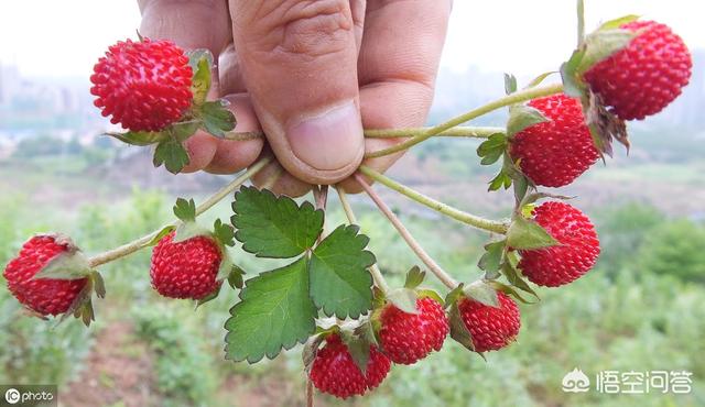 乡村一培植物，人称蛇莓，城里几十块一斤，怎样人为培植？