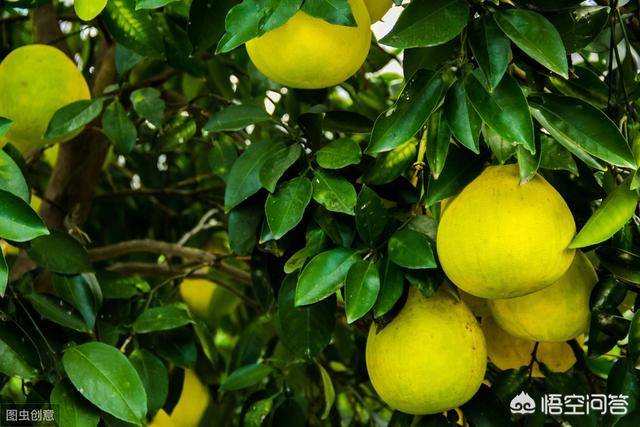 文旦产地那么多，干什么惟有江永香柚最具特性呢？还被评为了地舆标记养护？