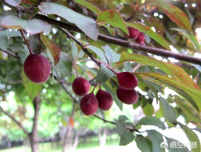 红叶李的果子能不许食用？证明因为？