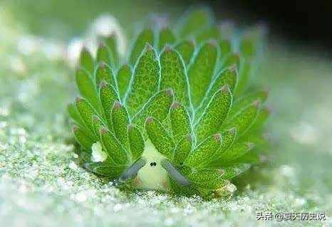罕见的藻类植被有哪些？