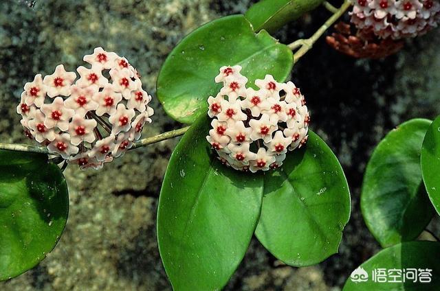 在房子里花了什么？什么是盆栽植物？