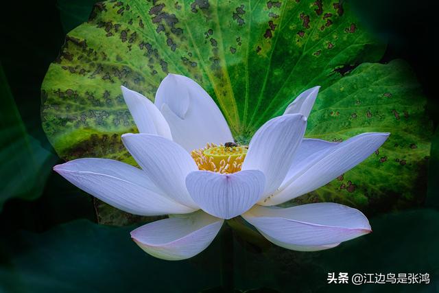 到了荷花怒放时节，把你拍的荷花晒晒，看谁的有新意？