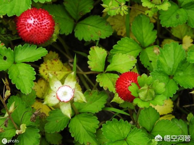 乡村一培植物，人称蛇莓，城里几十块一斤，怎样人为培植？