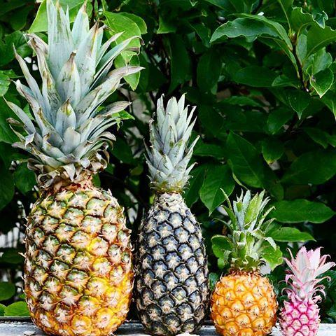 凤梨和菠萝究竟有什么辨别？