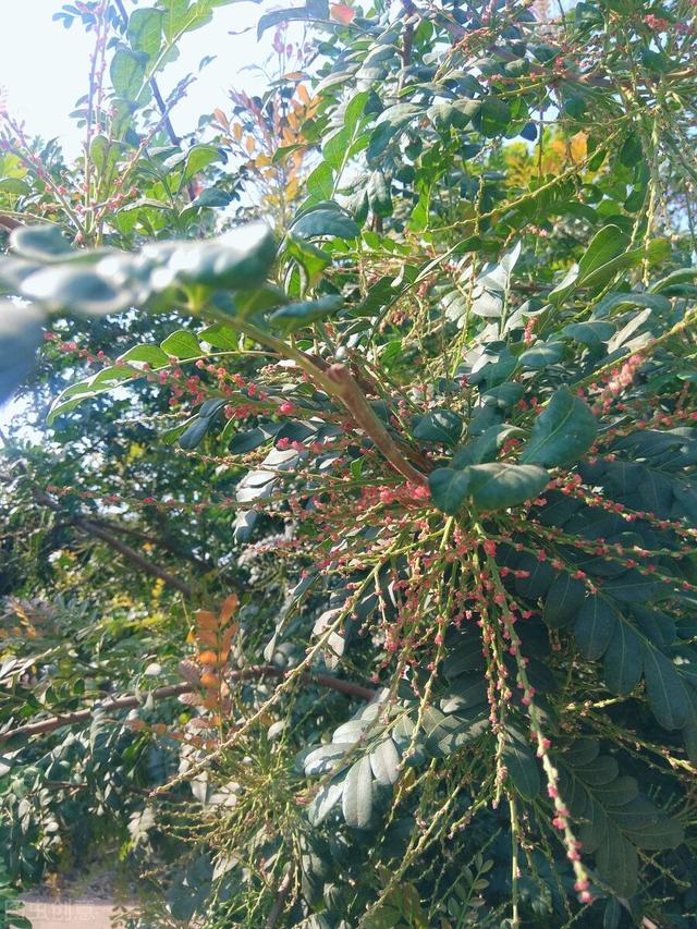 芳香木的好与坏？