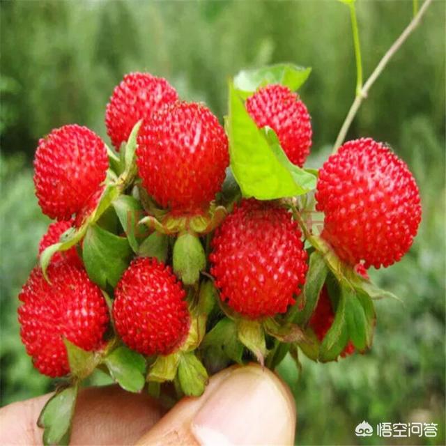 野草果与蛇莓两种，有毒吗？哪个不妨食用？