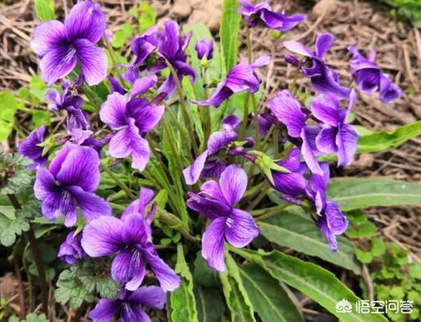 紫花地丁几月份着花，它有什么运用价格？