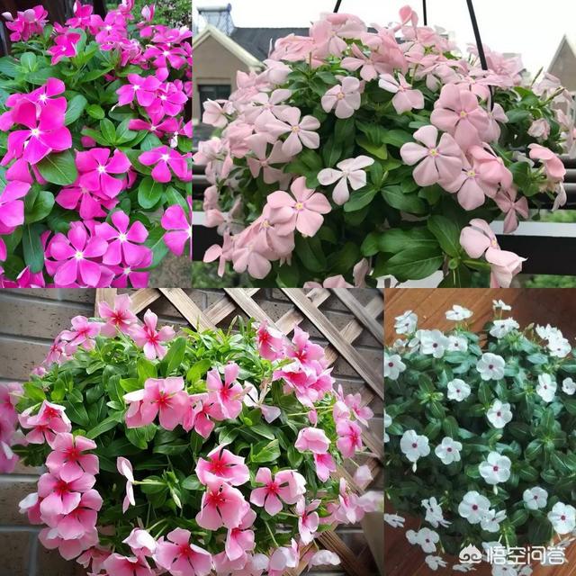 一年4季都怒放的花是什么花？