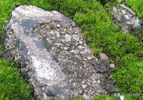 什么是苔藓？