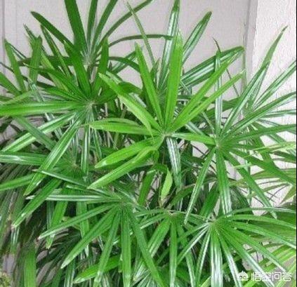 家园花草图片及称呼？