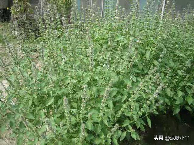 如何本领种好荆芥？