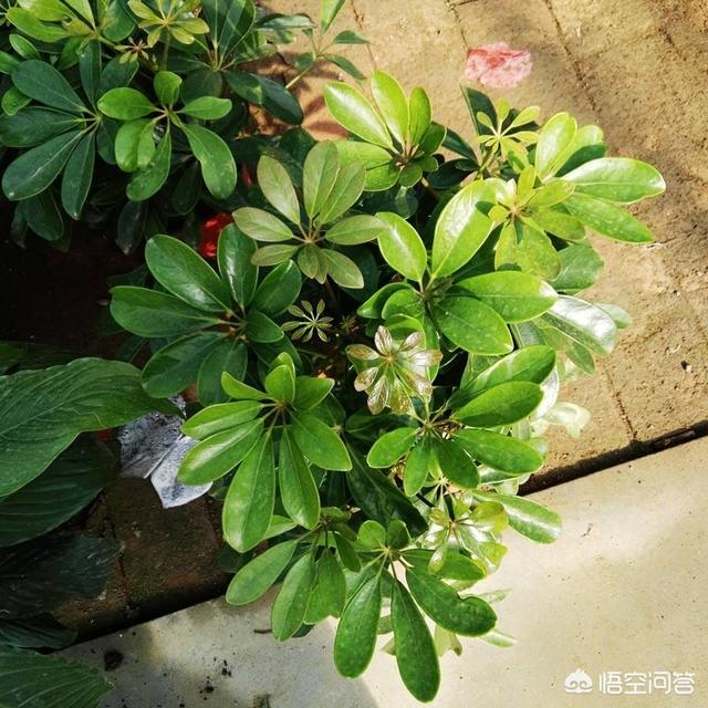 诸位鸭掌木移植缓苗须要多久能成活，移植提防事变有哪些？