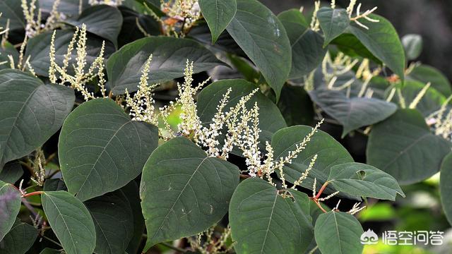 阿曼虎杖是一种很强的侵犯植被，干什么没有在华夏形成很大感化？