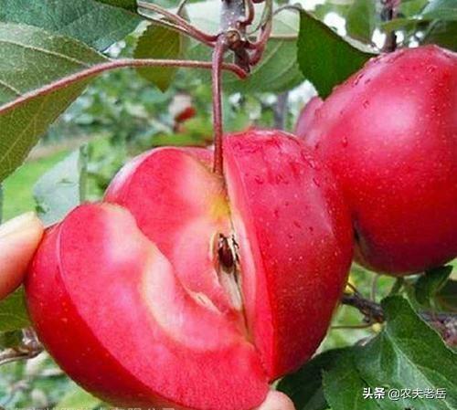 有开红花的苹果木吗？
