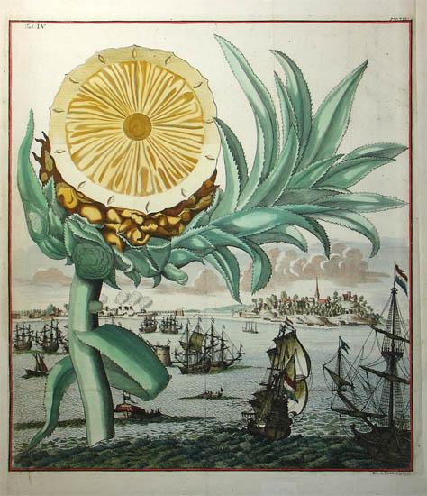 凤梨和菠萝究竟有什么辨别？