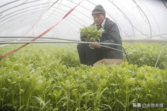 茼蒿内里的繁缕如何治？