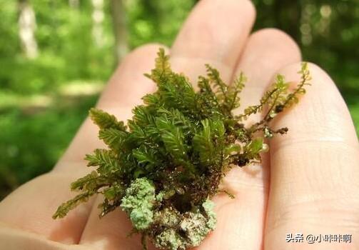 什么是苔藓？