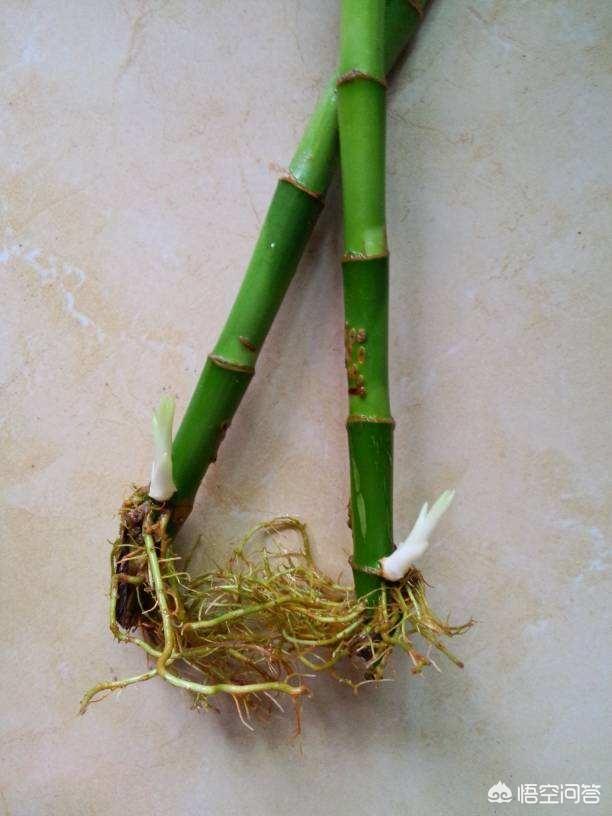 高贵竹的根须太多了，不妨剪掉吗，还好吗养得更好？