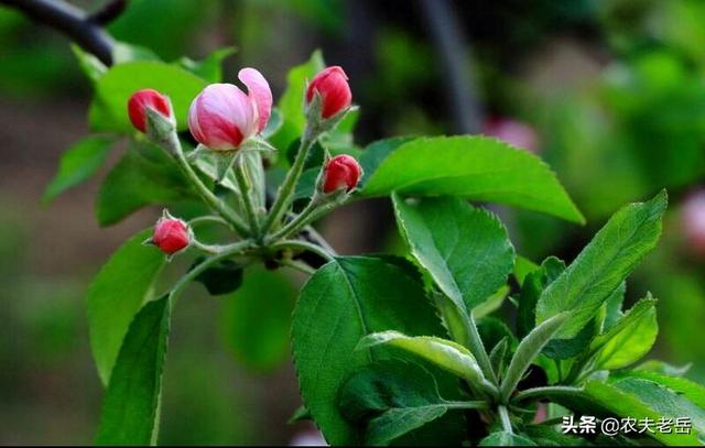 有开红花的苹果木吗？