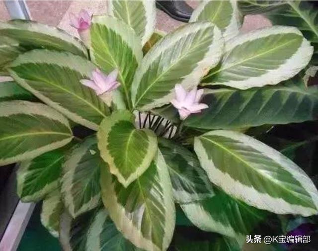 彩虹竹芋种类有几何？怎样养？