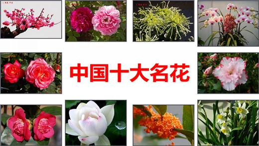 哪种花是中国十大鲜花？