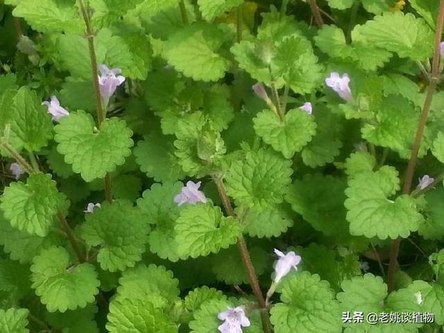 款项草是什么格式的？