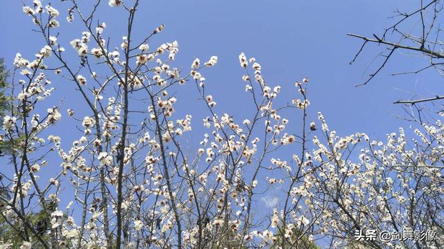 怎样拍摄“春日游，杏花吹满头。”诗句中的场景？