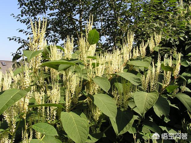 阿曼虎杖是一种很强的侵犯植被，干什么没有在华夏形成很大感化？