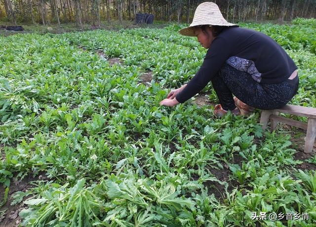 茼蒿内里的繁缕如何治？