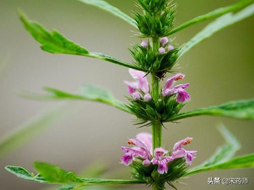益母草是一种特殊好的一种果药，你领会它对身材有哪些效率吗？