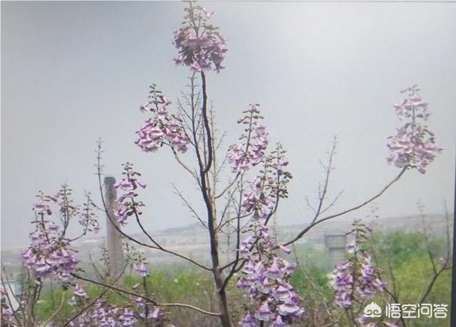 农村凤凰树是开花的，可以同通可以吃吗？怎么吃？