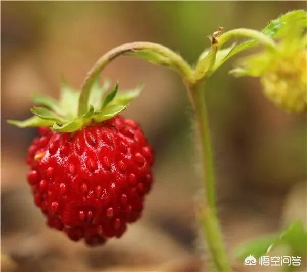 野草果与蛇莓两种，有毒吗？哪个不妨食用？