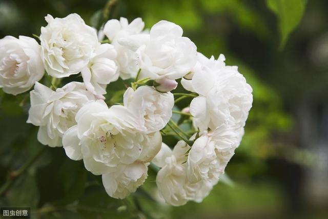 白玫瑰小盆栽如何养？