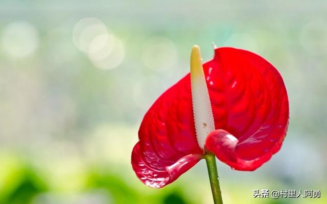 室内植被红掌该怎样繁育？