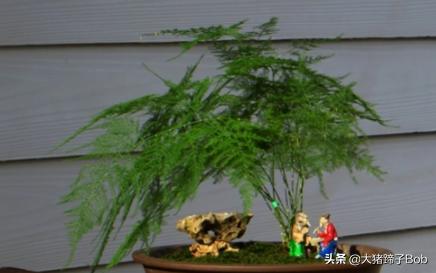 如何DIY文竹盆景？