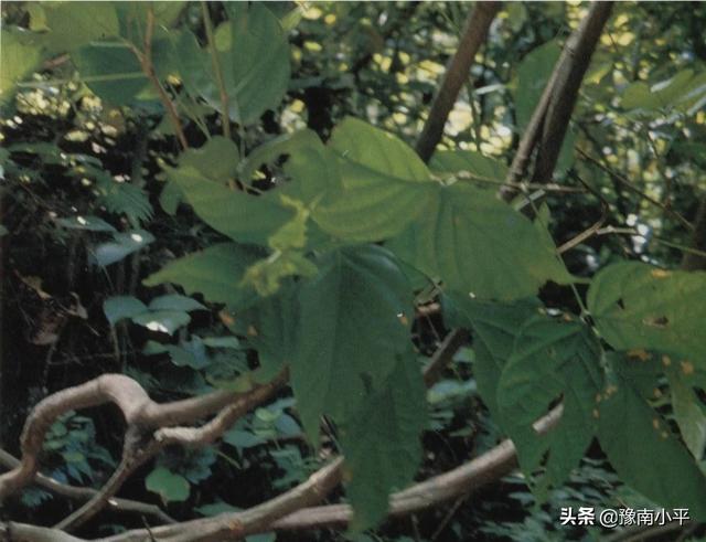 还好吗培植鸡血藤？