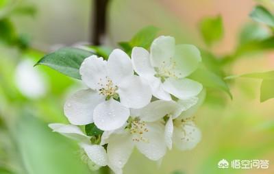 农村果园的果树正在盛开，如何区分桃花，梨花，杏花，梅花和樱花？
