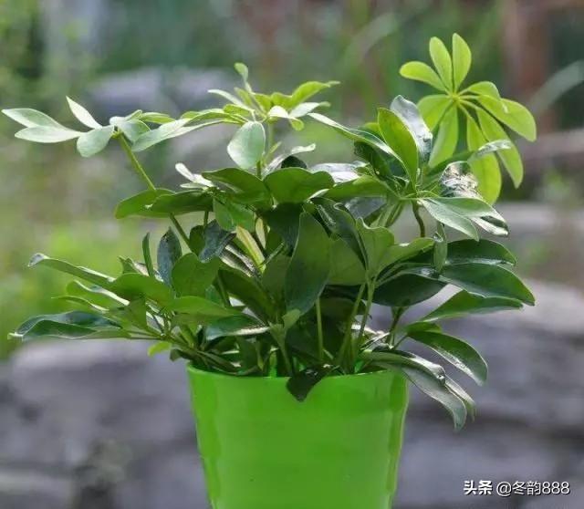 接待室放台子上的袖珍盆栽除去多肉伟人掌绿萝就没有其余采用了吗？