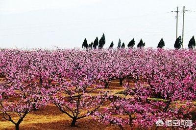 乡村的桃树花有什么效率？